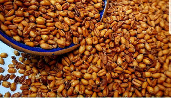 طرز تهیه گندمک شیرین خانگی