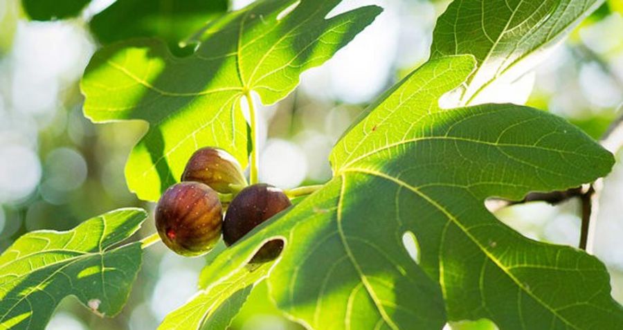 برگ انجیر برای قند خون