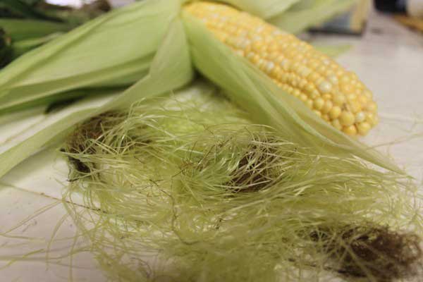 طریقه مصرف کاکل ذرت برای سنگ کلیه