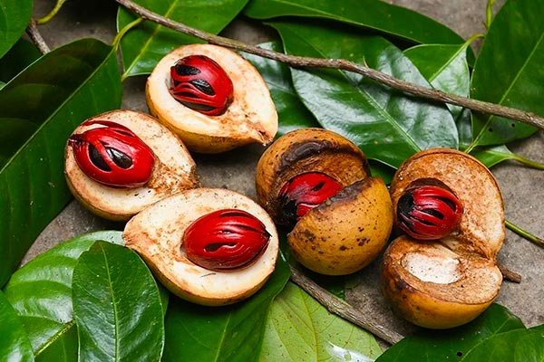 جوز هندی برای تقویت تخمدان