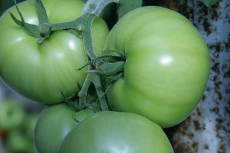 ترشی گوجه کال ساده