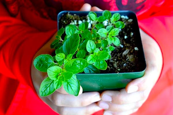 طرز تهیه ادویه ارگانو