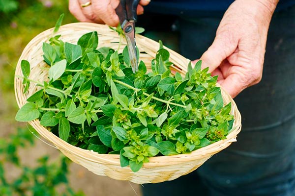 راز خوشمزگی پیتزا