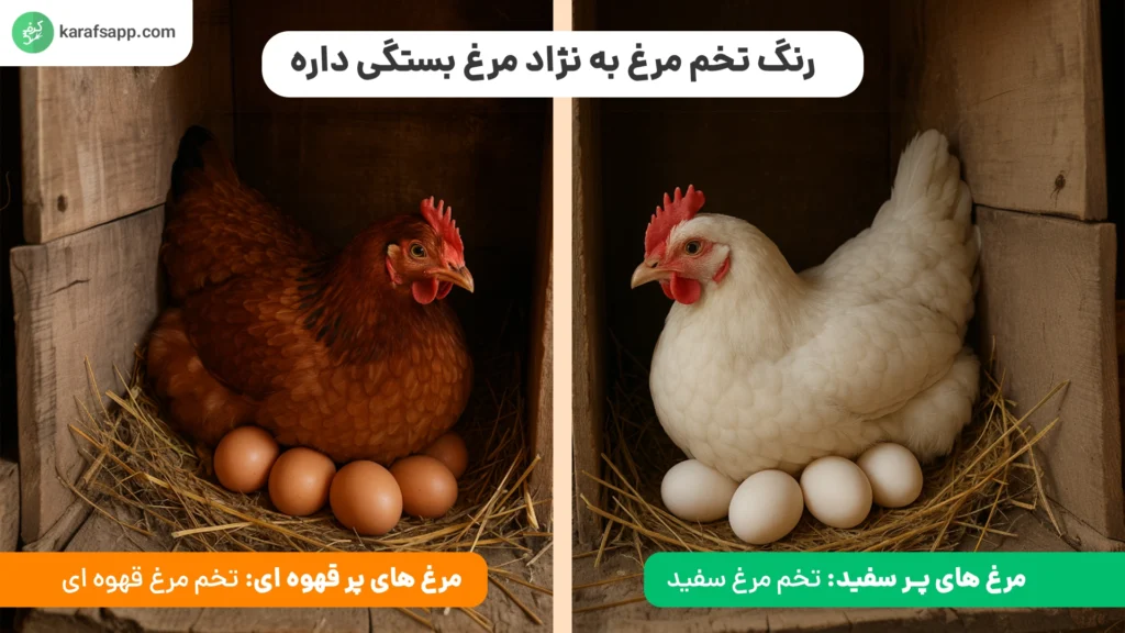 تخم‌ مرغ سفید و قهوه‌ای