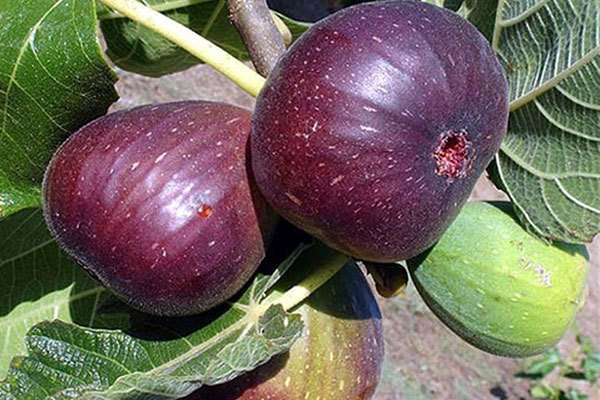 خواص انجیر سیاه برای سلامت کبد، قلب و درمان پوکی استخوان