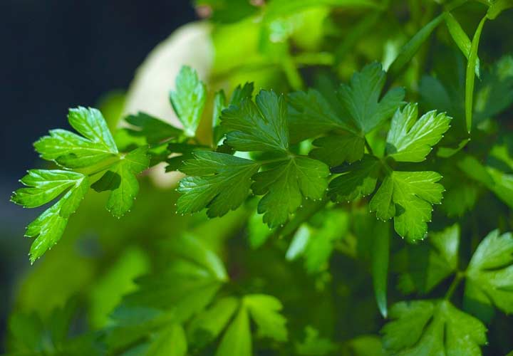 7 خواص جعفری تازه | برای تقویت بینایی + قلب + استحکام استخوان‌ها