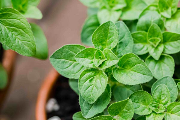 اورگانو در پیتزا چیست